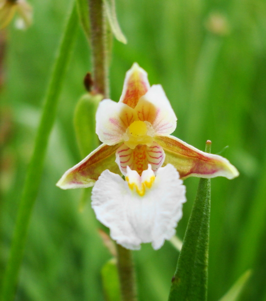 Epipactis palustris